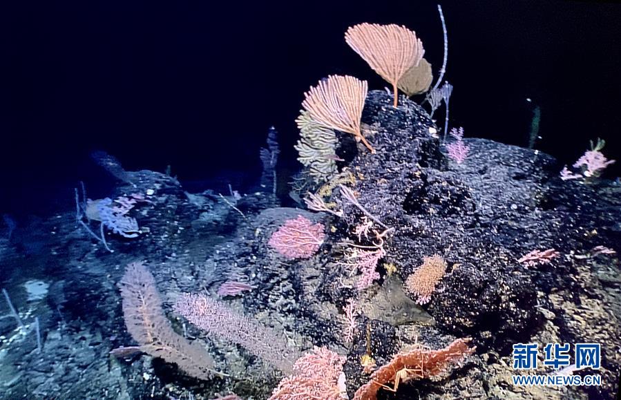 “科学”号发现多处罕见“海底花园”
