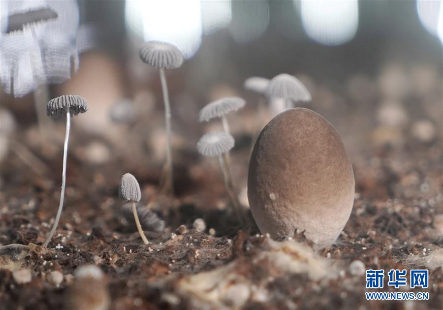 山东莘县：小蘑菇助脱贫 打造大产业