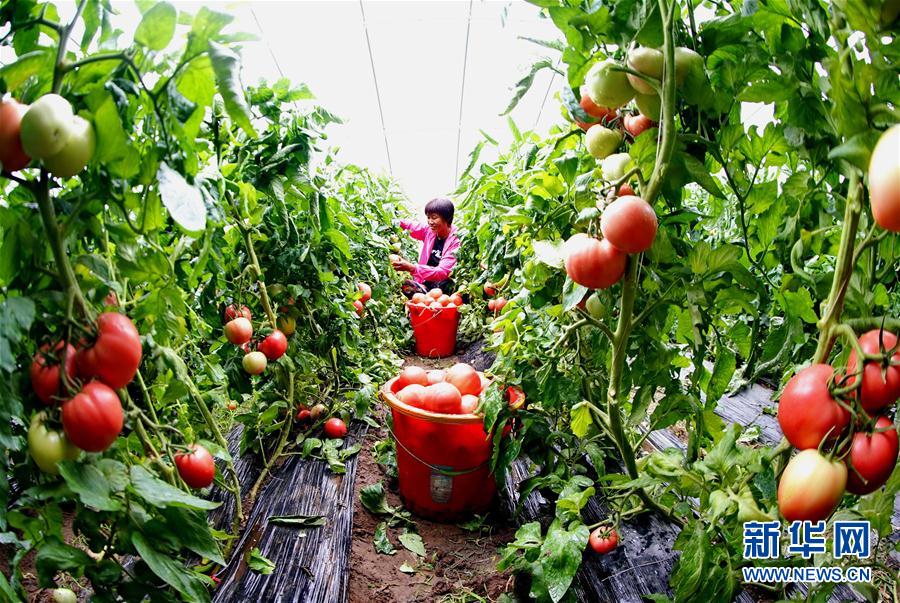 茨榆坨镇108户贫困户全部依托西红柿种植专业合作社实现增收