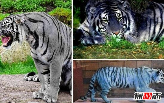 中国稀有虎类黑蓝虎之谜 不知是否已灭绝