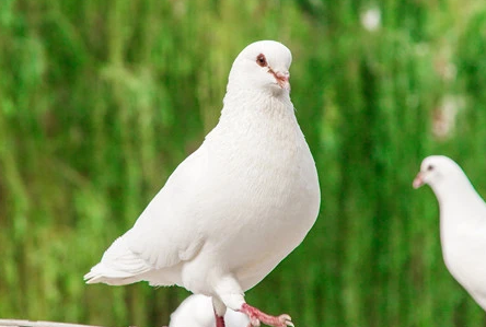 中国买家花1250万买下比利时赛鸽 比利时赛鸽有什么用？