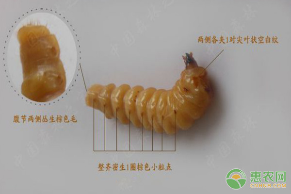 黄牛刺虫多少钱一条？有什么功效和作用？