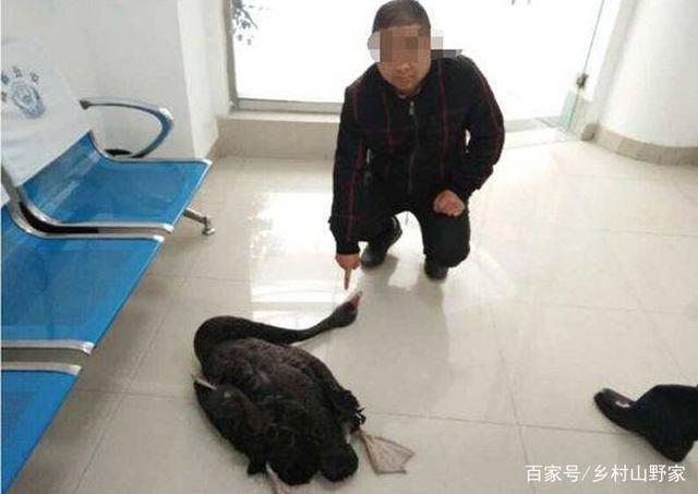 男子连偷14只黑天鹅被抓 只是因为想吃天鹅肉