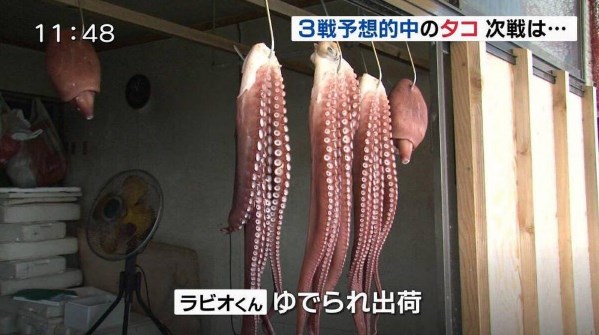 日本章鱼哥被煮 世界杯最惨预言帝非它莫属