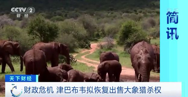 津巴布韦将出售“500头大象猎杀权” 为缓解财政危机？